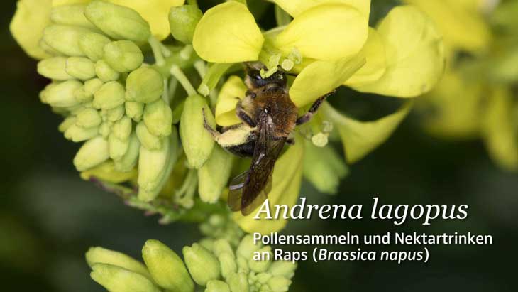 Andrena lagopus