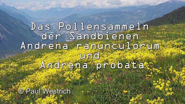 Habitat im Wallis