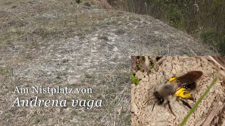 Andrena vaga