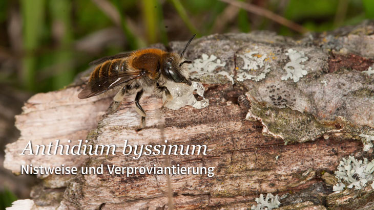 Anthidium byssinum