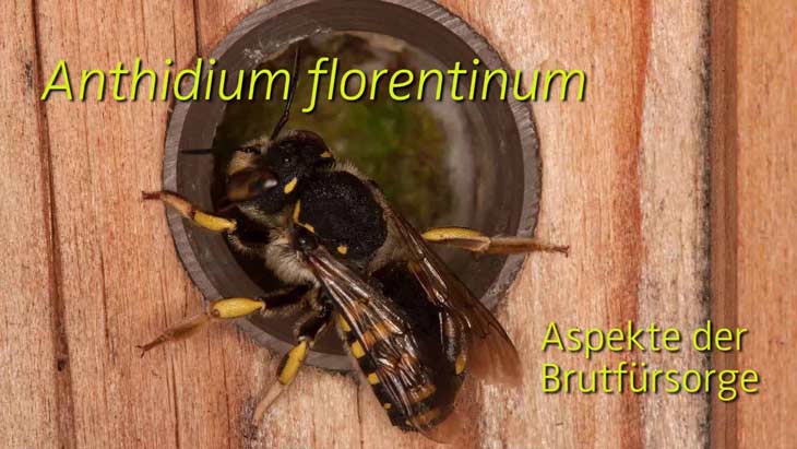 Anthidium florentinum