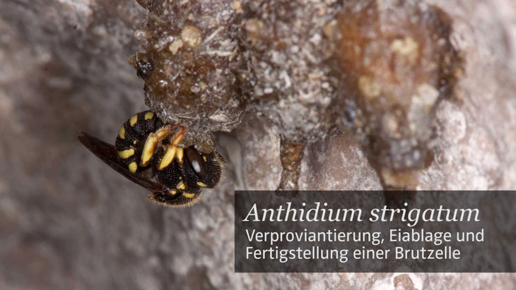 Anthidium strigatum