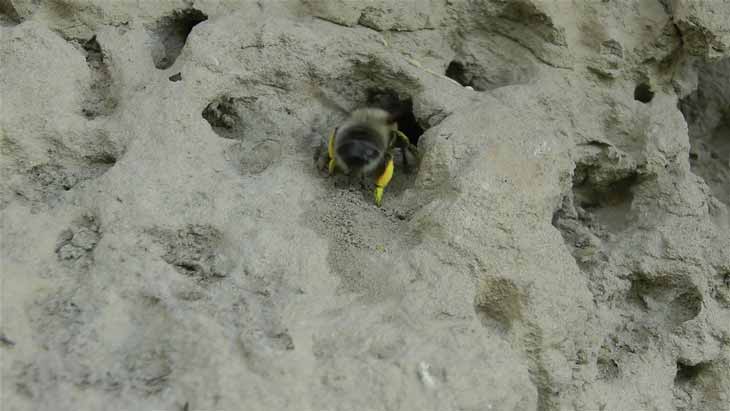 Anthophora plumipes