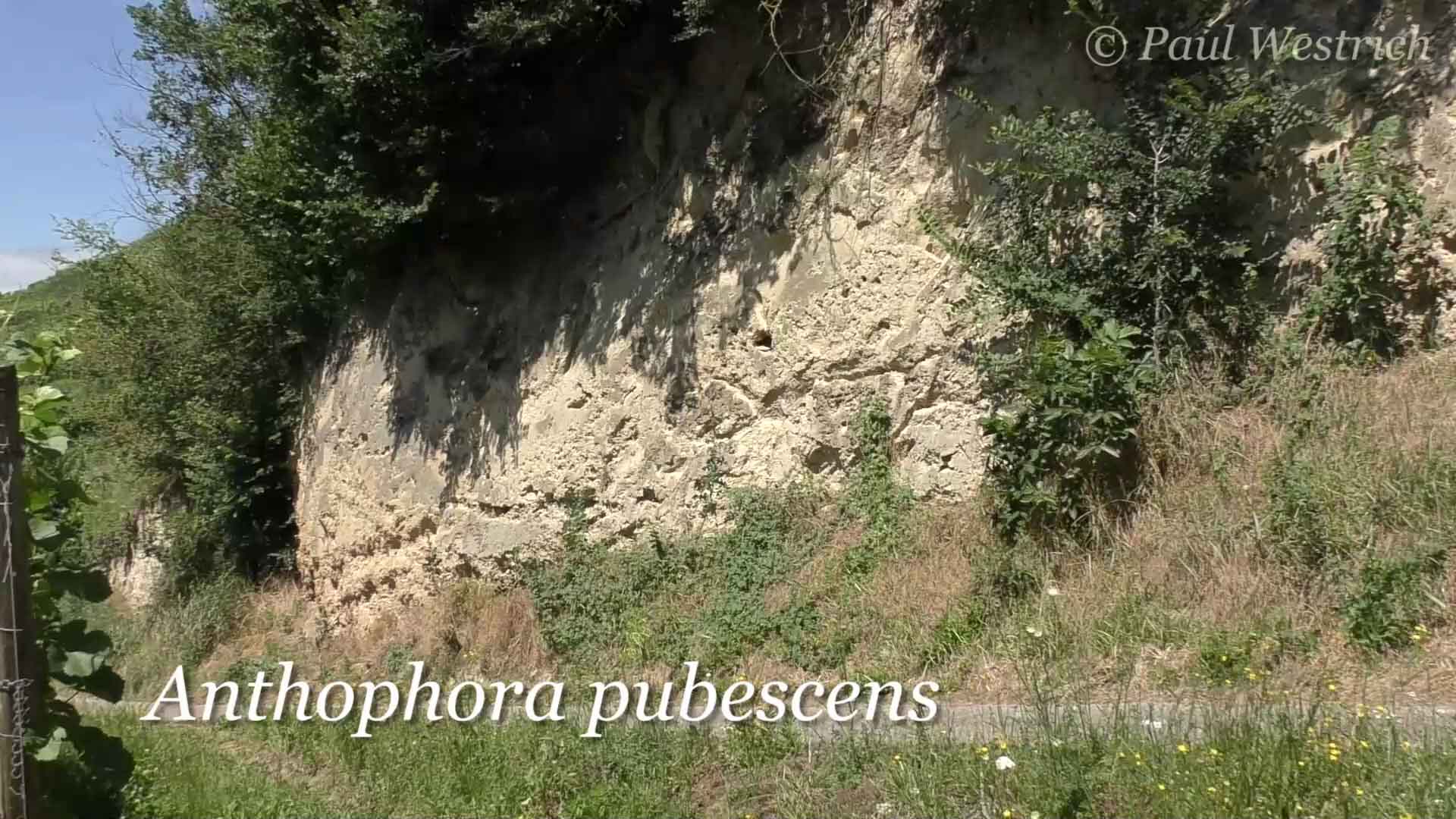 Systropha planidens