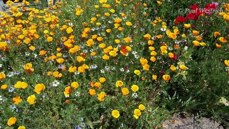 Eschscholzia californica