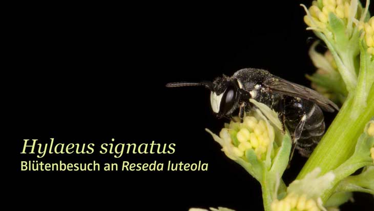Hylaeus signatus