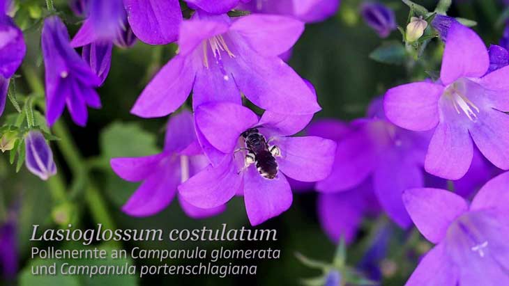 Lasioglossum costulatum