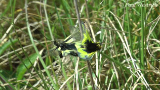 Libelloides coccajus