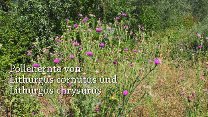 Lithurgus cornutus