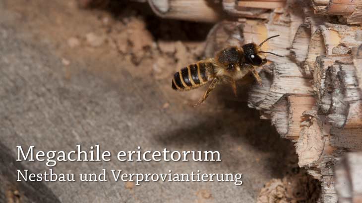 Megachile ericetorum