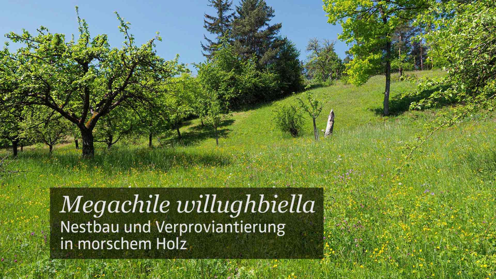 Megachile willughbiella
