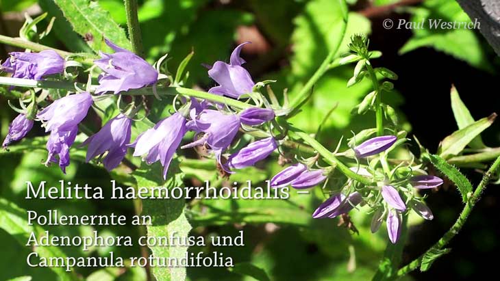 Melitta haemorrhoidalis