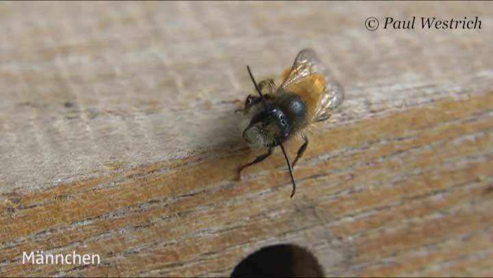 Osmia bicornis