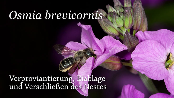 Osmia brevicornis