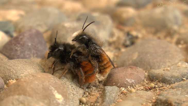 Osmia cornuta