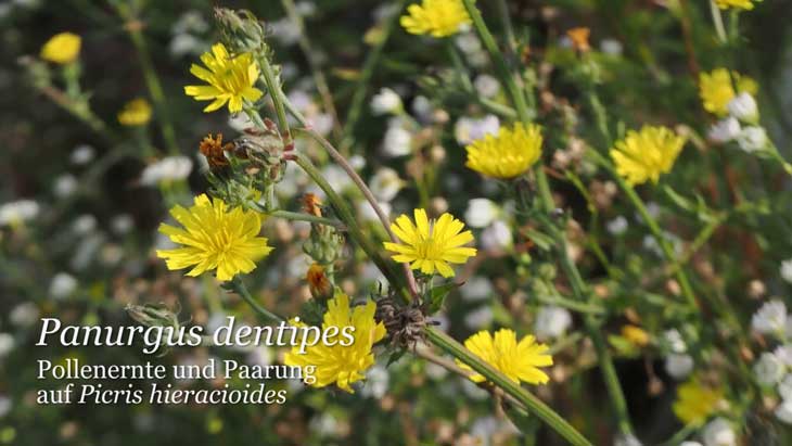Panurgus dentipes