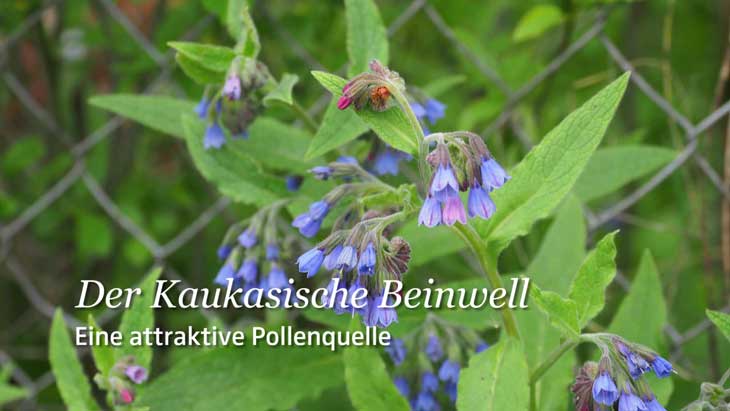 Symphytum caucasicum