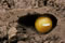 andrena_florea_zelle_680_fs