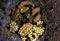 bombus_lapidarius_nest_680_fs