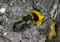 osmia_mocsaryi_amnest_680_fs