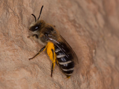 Colletes daviesanus am Nest