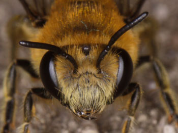 Colletes daviesanus
