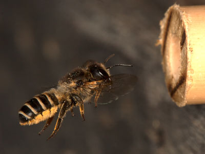 Megachile ericetorum