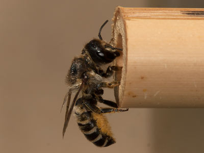 Megachile ericetorum