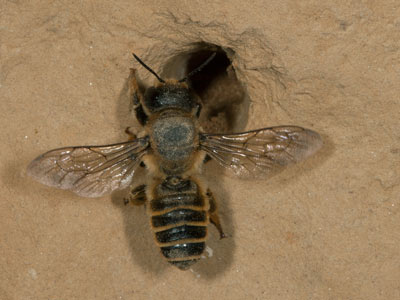 Megachile ericetorum