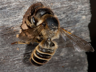 Megachile ericetorum