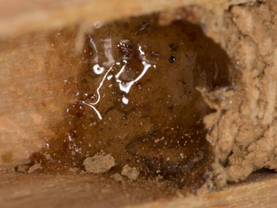 Megachile ericetorum Harzauskleidung