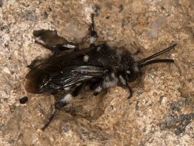 Thyreus orbatus
