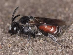 Ammobates punctatus