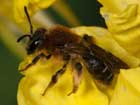 Andrena lagopus