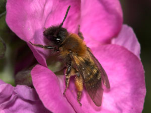 Andrena bicolor