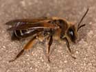Andrena bucephala