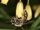 Andrena chrysopus