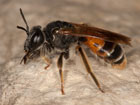 Andrena hattorfiana