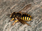 Anthidium manicatum