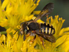 Anthidium oblongatum
