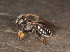 Anthidium punctatum
