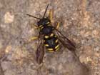 Anthidium strigatum