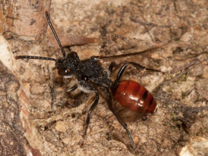 Nomada fabriciana