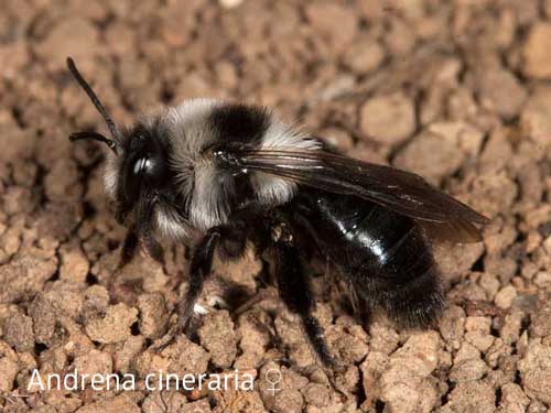 Andrena cineraria