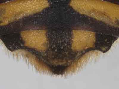 Anthidium florentinum