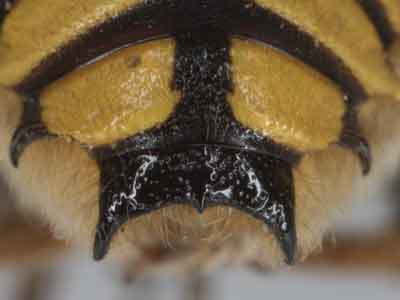 Anthidium florentinum