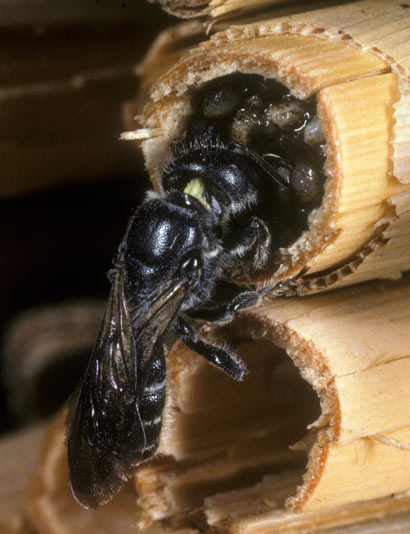 Osmia rapunculi am Nestverschluß