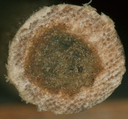 Osmia rapunculi Nestverschluß