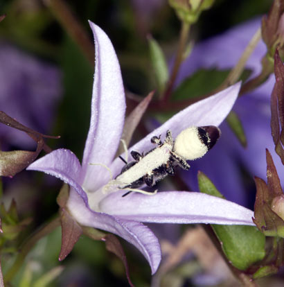 Osmia rapunculi Pollen sammelnd