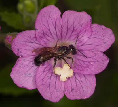 Osmia rapunculi in Geranium-Blüte